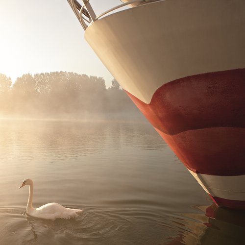 Zwei Schwäne schwimmen am frühen Morgen vor dem Bug einen A-ROSA Schiffes über den nebligen Fluss, während die Sonne am Horizont aufsteigt und das Wasser in sanftes Licht taucht.